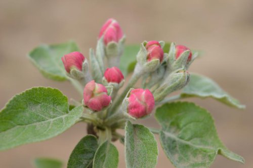 ��һ�꣬�ҵ����绨���ļ�����