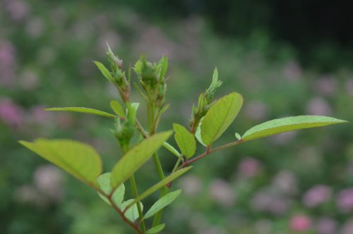 ��һ�꣬�ҵ����绨���ļ�����