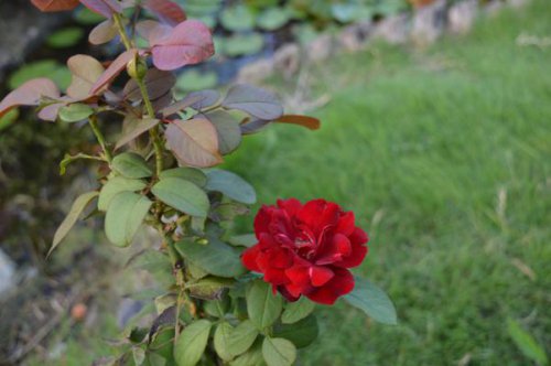 ��һ�꣬�ҵ����绨���ļ�����