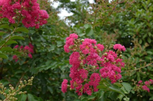 ��һ�꣬�ҵ����绨���ļ�����