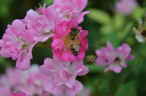 ��һ�꣬�ҵ����绨���ļ�����