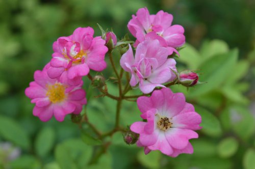 ��һ�꣬�ҵ����绨���ļ�����