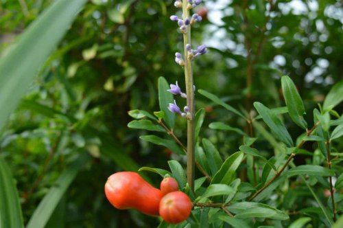 ��һ�꣬�ҵ����绨���ļ�����