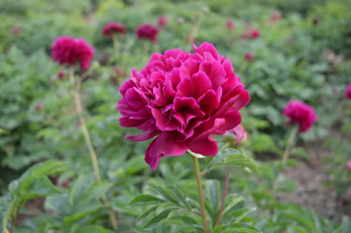 ��һ�꣬�ҵ����绨���ļ�����