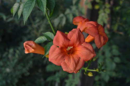 ��һ�꣬�ҵ����绨���ļ�����