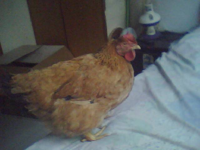 �������������