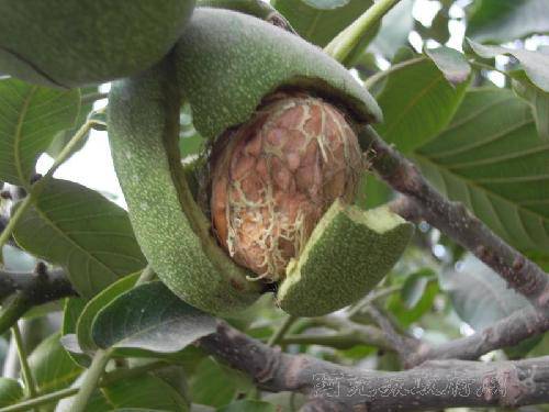 ���ҡ�������������