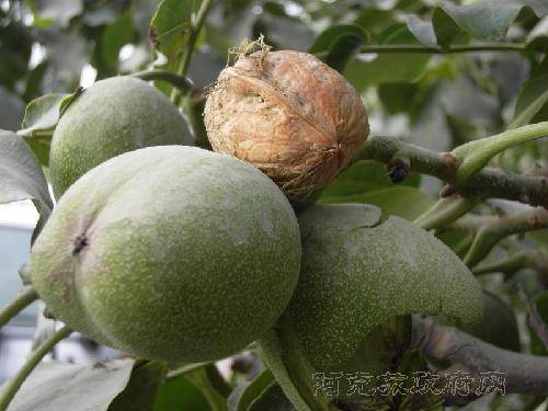 ���ҡ�������������