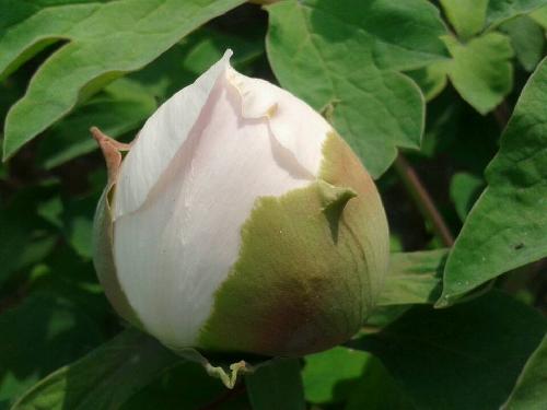 ��ֵĵ��ʢ��ʱ����