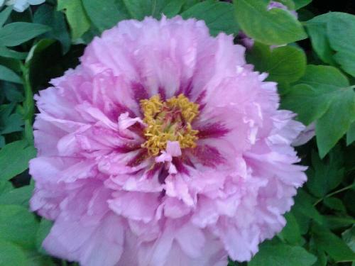 ��ֵĵ��ʢ��ʱ����