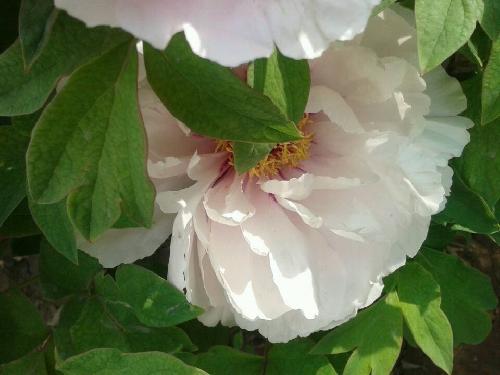 ��ֵĵ��ʢ��ʱ����