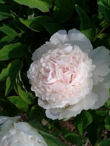 ��ֵĵ��ʢ��ʱ����