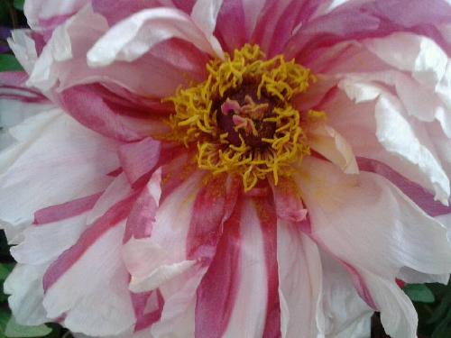 ��ֵĵ��ʢ��ʱ����