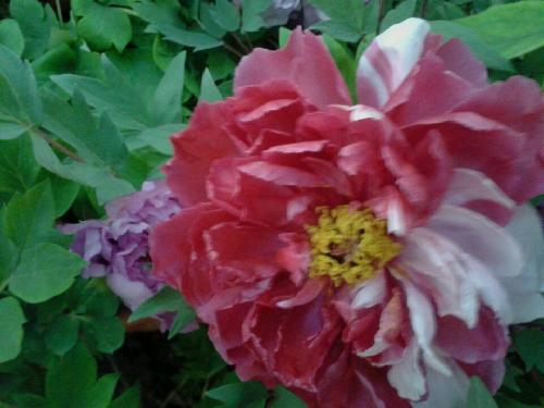 ��ֵĵ��ʢ��ʱ����