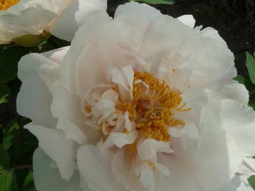 ��ֵĵ��ʢ��ʱ����