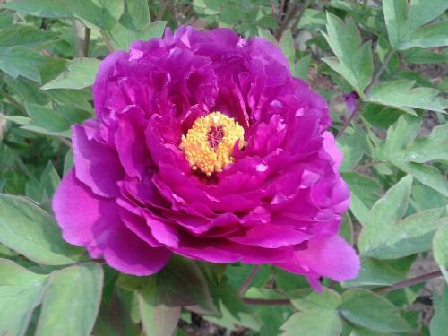 ��ֵĵ��ʢ��ʱ����