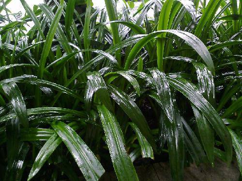 ����������ҹ����