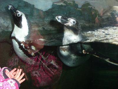 ����԰��Ĵ�������