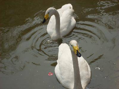 ����԰��Ĵ�������