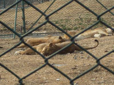 ����԰��Ĵ�������