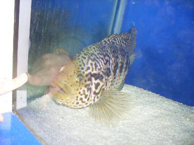 ����԰��Ĵ�������