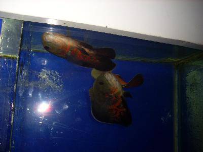 ����԰��Ĵ�������