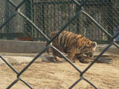 ����԰��Ĵ�������