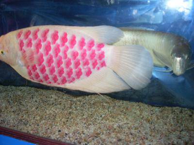 ����԰��Ĵ�������