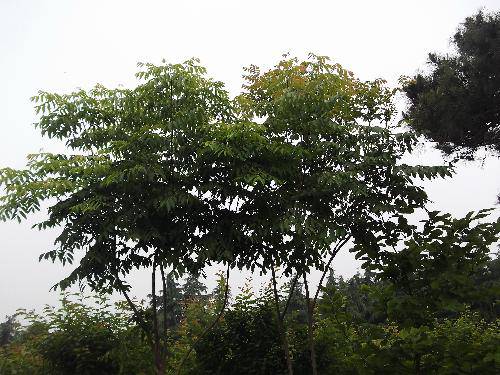 ����ֲ���ջ������