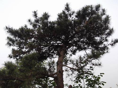 ����ֲ���ջ������