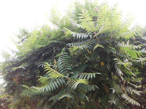 ����ֲ���ջ������