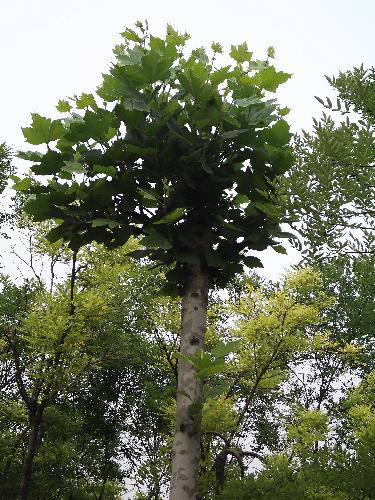 ����ֲ���ջ������