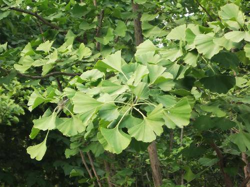 ����ֲ���ջ������