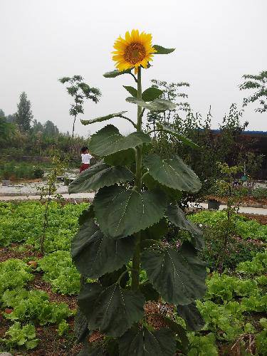 ����ֲ���ջ������