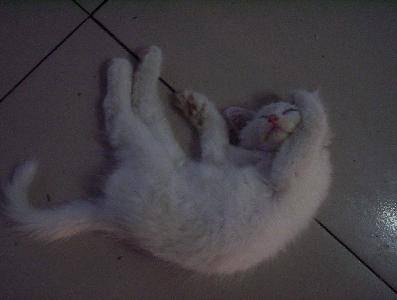 �ҵ�Сè����������С�����¡�����