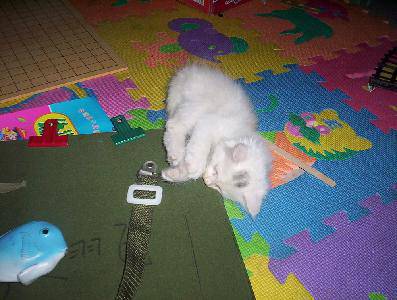 �ҵ�Сè����������С�����¡�����