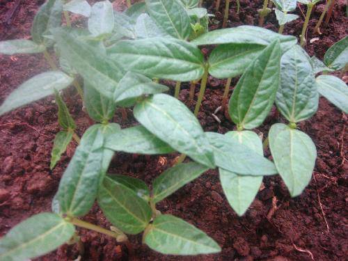 �̶��������۲��ռǣ���������