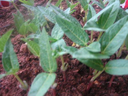 �̶��������۲��ռǣ���������