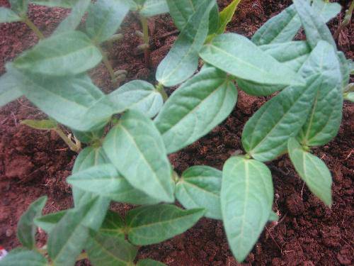 �̶��������۲��ռǣ���������