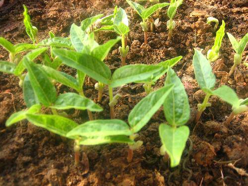 �̶��������۲��ռǣ���������