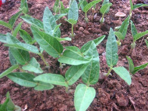 �̶��������۲��ռǣ���������