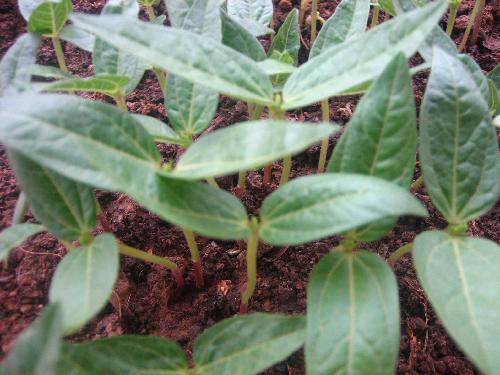 �̶��������۲��ռǣ���������