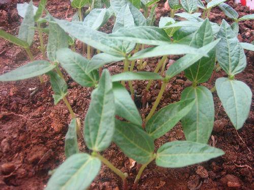 �̶��������۲��ռǣ���������