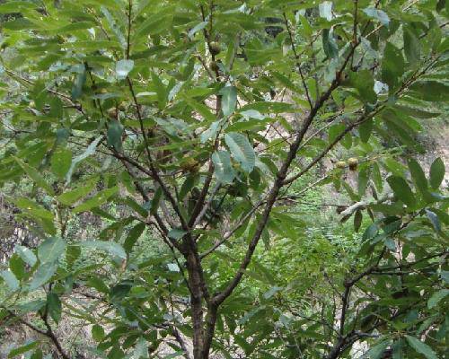 ����Ͽ�羰����