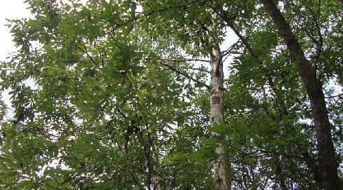 ����Ͽ�羰����