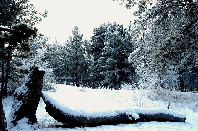 ��������ѩ����