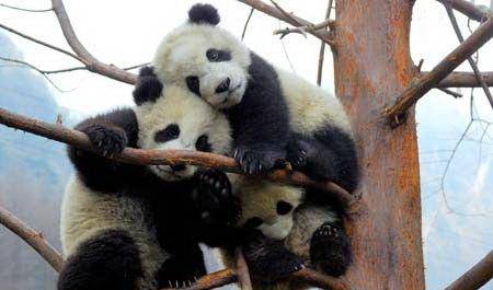 �����������Ĵ�---�߽���̬����Ĵ���è��������