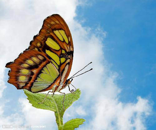 �¸ҵ�������