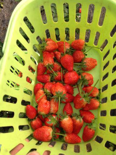 ժ��ݮ�����