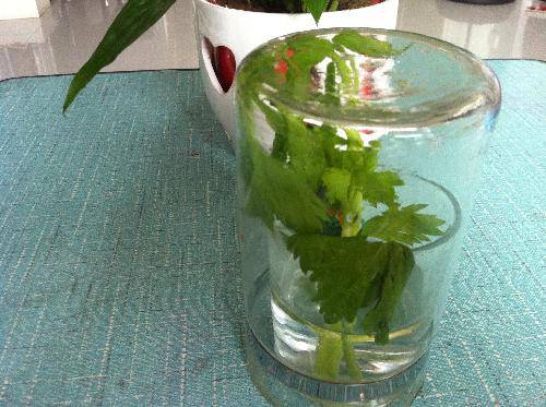 植物小实验之二:植物的叶子会呼吸作文